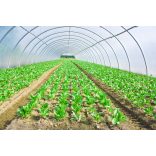 Mezőgazdasági fólia 4,2m/60m/150my  UV Stabil