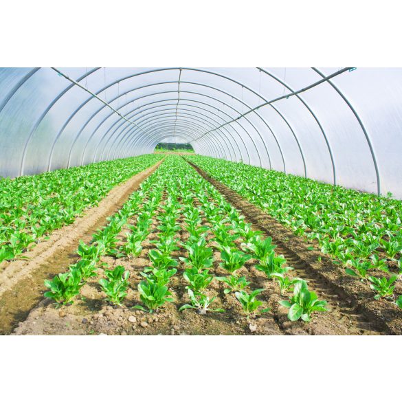 Mezőgazdasági fólia 4,2m/60m/150my  UV Stabil